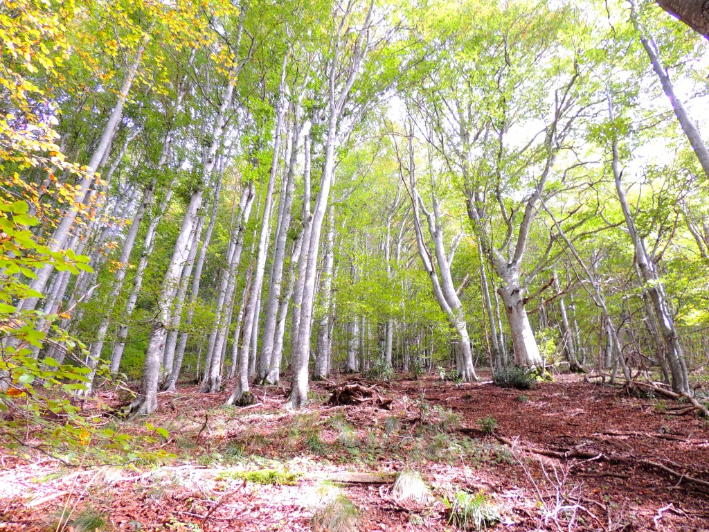 Puy de Côme 30