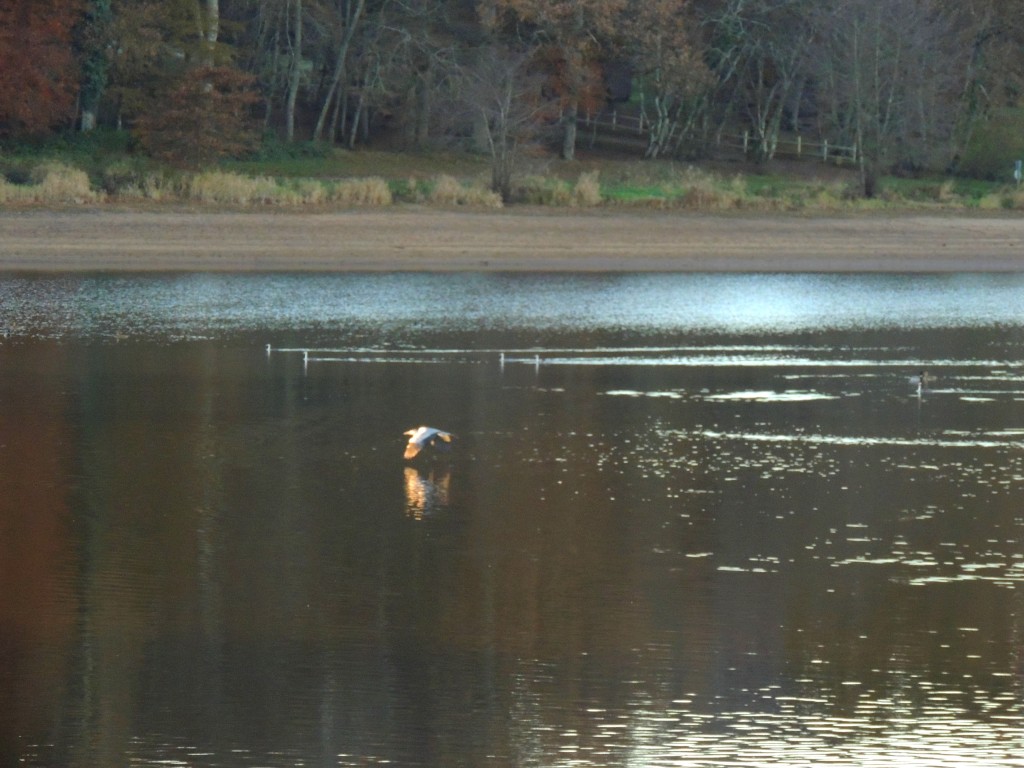 Etang du Pirot 100