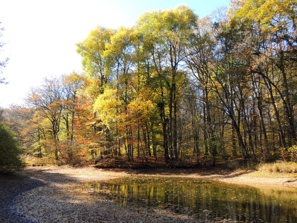 Etang du Pirot 21