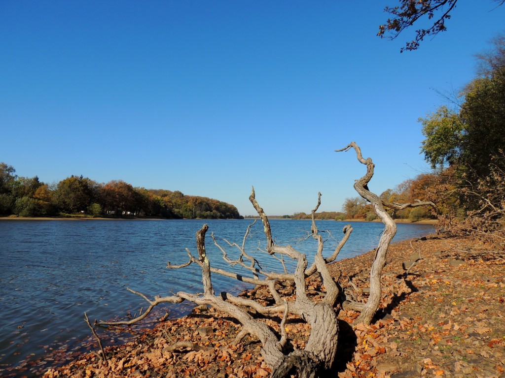 Etang du Pirot 56