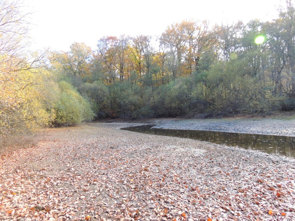 Etang du Pirot 84