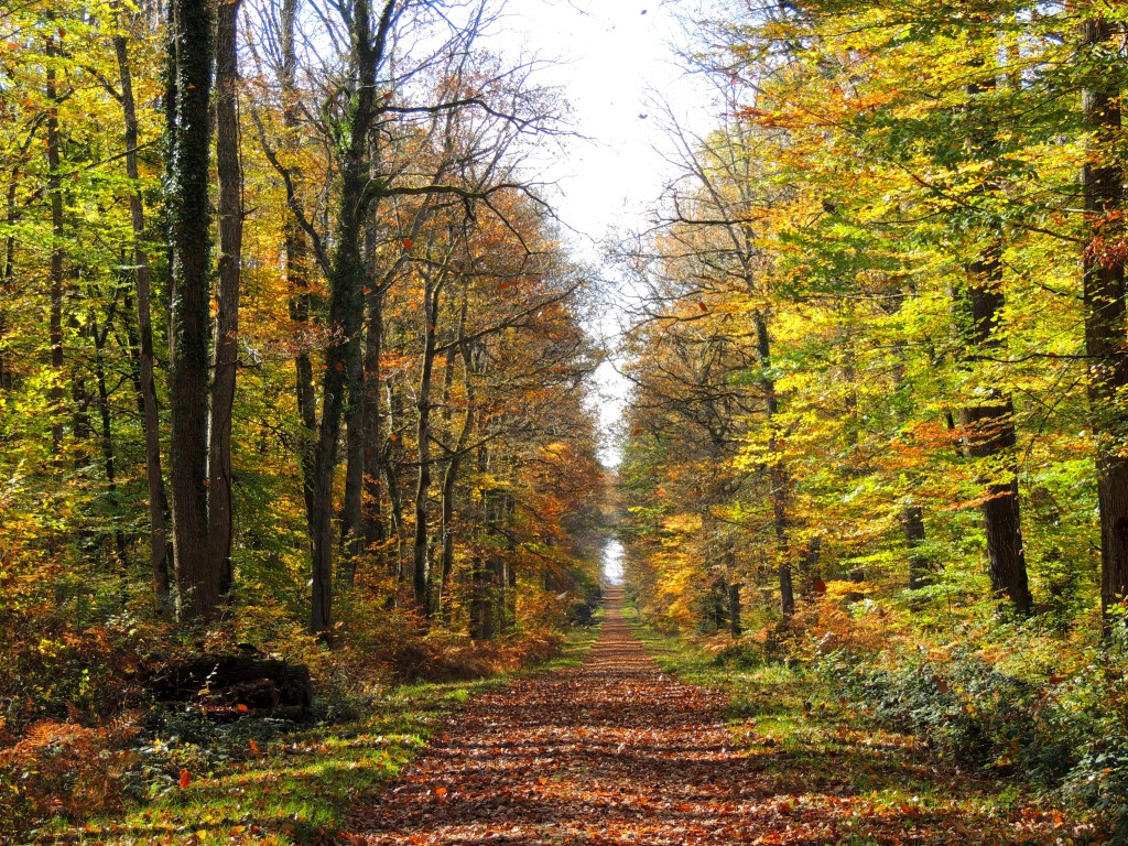 Foret de tronçais 12