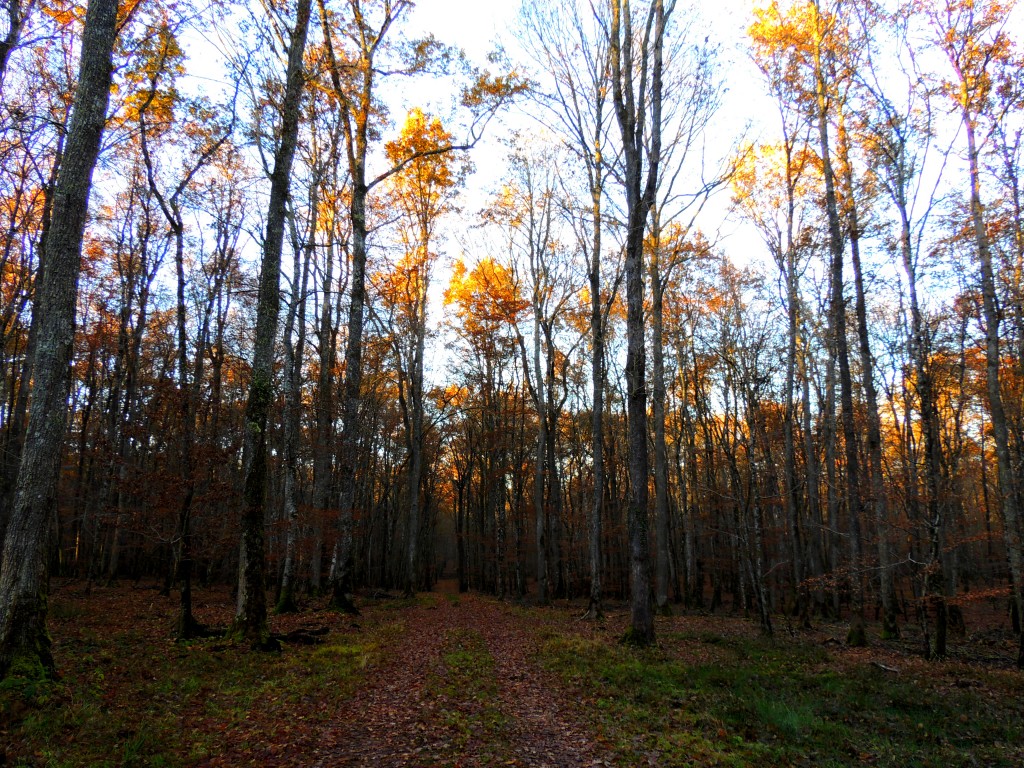 Foret de tronçais 34